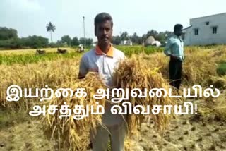 இயற்கை அறுவடையில் அசத்தும் விவசாயி!