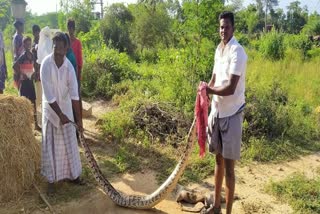 கூத்தினிப்பட்டி மலைப்பாம்பு  புதுக்கோட்டை குடியிருப்பு பகுதிக்குள் பிடிபட்ட 10 அடி மலைப்பாம்பு  புதுக்கோட்டை மாவட்டச் செய்திகள்