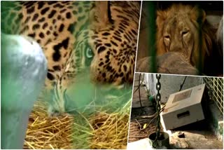 Heater facility in zoo to protect animals from cold