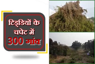 locust attacks in Jalore district, राजस्थान में टिड्डियों का हमला,  Locust attack in Rajasthan