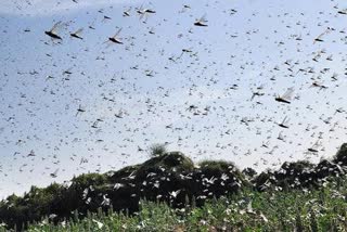 Locust attack at Jalore