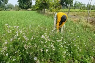 little rain healthy for crops