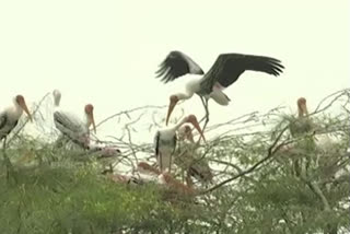 Foreign birds at prkasm dst virranpalem