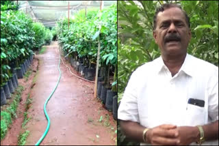 agricultural innovation award  agricultural department  ഇടുക്കി  കാര്‍ഷിക രംഗത്തെ ഇന്നവേഷന്‍ അവാര്‍ഡ്  ജാതി കൃഷി  agricultural news  idukki local news