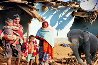 elephant orgy in jashpur