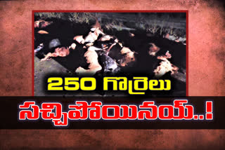 accident-in-warangal-rural-district