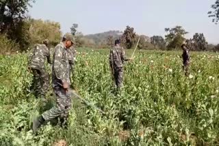 Strict action now on poppy cultivation in jharkhand