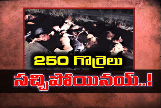 accident-in-warangal-rural-district