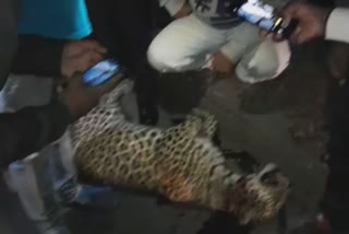 leopard accident death