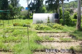 plantation in  district simour