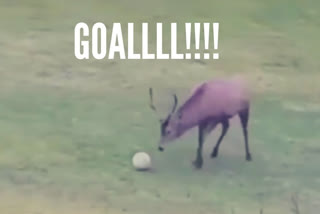 Watch: Deer Shoot The Football Into Goal Post Later Enjoy with Dance