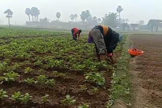 کہرا اور بے موسم بارش سے فصل کونقصان