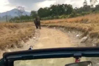 elephant attack on tourists