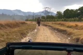 tourists narrowly escaped from elephant in rajaji tiger reserve jungle safari haridwar