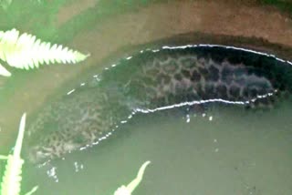 leopard-falls-into-well-in-wayanad-of-kerala