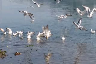 Narmada shore buzzed with migratory birds