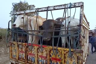 bharatpur latest news, भरतपुर ताजा हिंदी खबर, भरतपुर गोवंश मामला, bharatpur cattle case