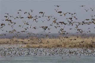 bird counting