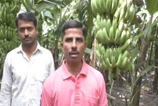 satish-zole-export-banana-in-foreign-country