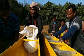 Wheat cultivation in Pakur using zero till method