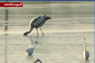 வெளிநாட்டு நீர்வாழ் பறவைகளை கணக்கெடுக்கும் பணி தொடக்கம்