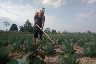 Naharkatiya Boy Green revolution through farming