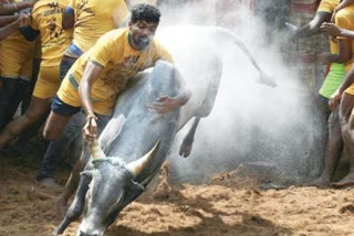 Jallikattu