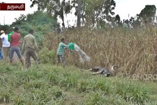 in dharmapuri palacode gaur has been rescued safely from well