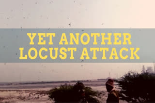 Yet another locust invasion in Kutch district of Gujarat