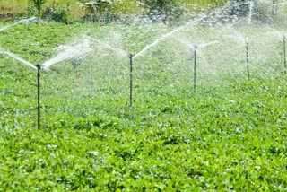 light irrigation of vegetable crops