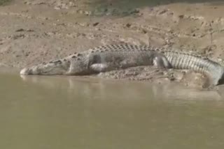 Crocodile count in bhitarakanika, kendrapara latest news, କେନ୍ଦ୍ରାପଡା ଲାଟେଷ୍ଟ ନ୍ୟୁଜ୍‌, ଭିତରକନିକାରେ କୁମ୍ଭୀର ଗଣନା