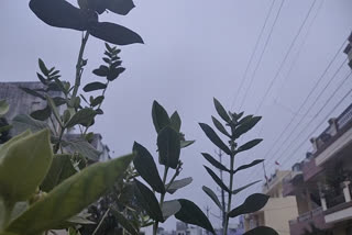 havoc of cold continues in Bhopal