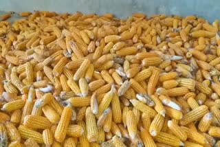 Cooperative Union Nekoff will buy maize from Chhattisgarh farmers