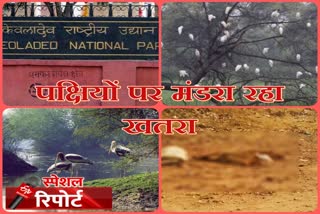 भरतपुर न्यूज, bharatpur latest news, वर्ल्ड हेरिटेज,  केवलादेव राष्ट्रीय पक्षी उद्यान,  Keoladeo National Bird Park, World Heritage, मृत मवेशी, पक्षियों में गंभीर बीमारी का खतरा, Dead cattle,