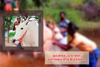 ஜல்லிக்கட்டு காளை வளர்க்கும் திருநங்கை