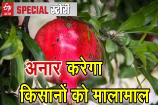 जोधपुर न्यूज, jodhpur latest news, special reports, Bumper pomegranate yield, farmer Will earn double , अनार की बंपर