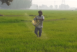 गेंहू में होने वाले खरपतवार