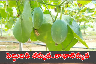 farmers benifit for Ivy gourd crop(dhondakayya) in prakasham district