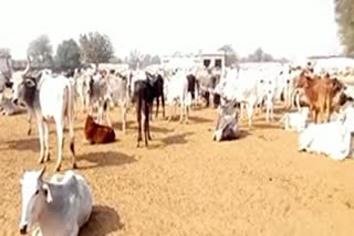 alwar news, cows died case, अलवर समाचार