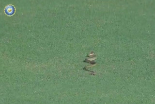 2 snakes interrupt Mumbai vs Karnataka Ranji Trophy match