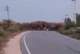 Wild elephants in soolagiri, ಸೂಳಗಿರಿ ಕಾಡಾನೆ ಪ್ರತ್ಯಕ್ಷ