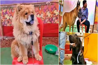 dog-show-in-vijayapura