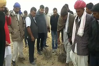 Revenue Minister harish Choudhary on grasshopper attack, Revenue Minister in jaisalmer, Minister Harish Chaudhary in locust affected area, जैसलमेर में राजस्व मंत्री हरीश चौधरी