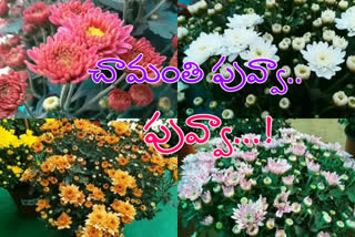 state level flower show in vijayawada