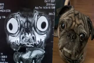 pug