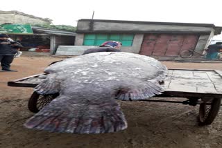 Fish caughht near Digha 2.5 Kg weigh