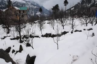 Rain and snowfall in Kullu became a boon for apples