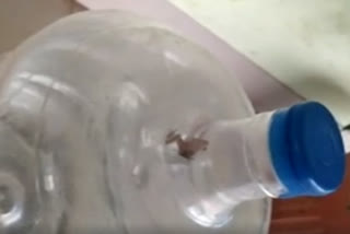 frog found in a can of water supplied at Shivaji University