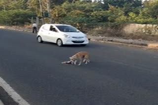 ಮೃತಪಟ್ಟ ತನ್ನ ಕಂದಮ್ಮನ