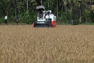 ജൈവ നെൽകൃഷി  Rice Cultivation at ernakulam  Rice Cultivation